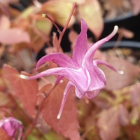 Epimedium grandiflorum 'Lilafee'